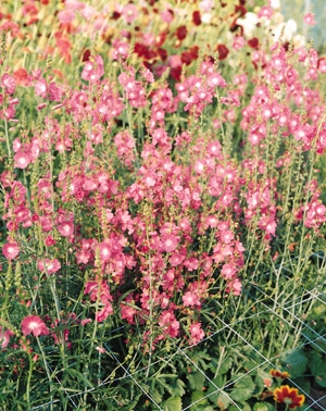 Sidalcea malviflora False Mallow Starks Hybrid