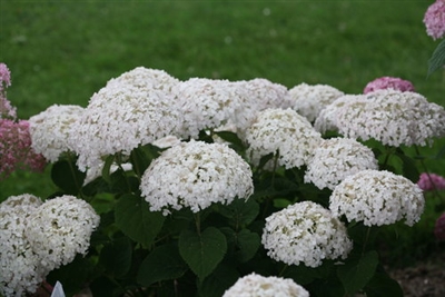 Smooth Hydrangea arborescens Invincibelle Wee White