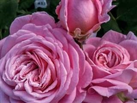 Summer Romanceâ„¢ ParfumaÂ® Floribunda Rose