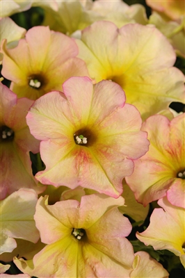 Petunia Suncatcher Varieties