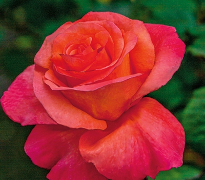 Sundowner Grandiflora Rose
