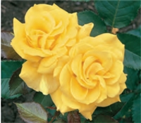 Sunsprite Floribunda Rose