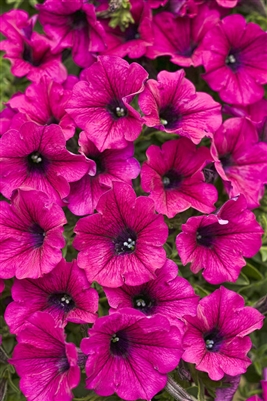 Supertunia&reg; Trailing Purple