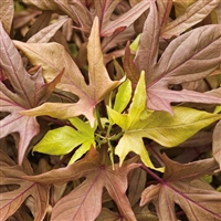 'Garnet Lace' Sweet Potato Vine Ipomoea batatas