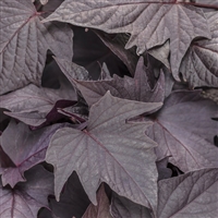 Sweet Potato Vine Sweet Caroline Ipomoea batatas