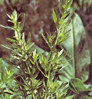 Tarragon