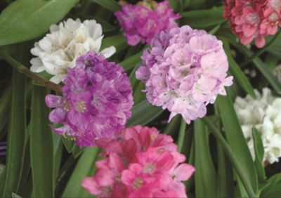 Thrift Armeria pseudarmeria Joystick Mix