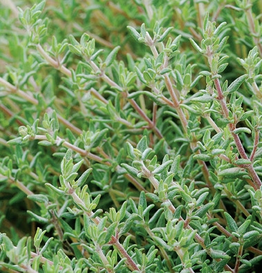 Thyme