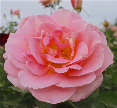 Tiffany Hybrid Tea Rose