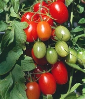 Tomatoes That Are Medium to Large
