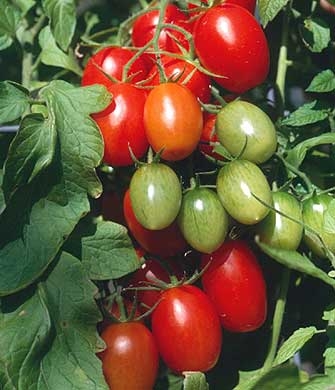 Tomatoes That Are Medium to Large