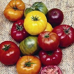 Tomatoes That Are Not Red