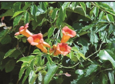 Trumpet Vine Campsis Radicans Orange