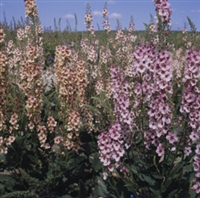 Verbascum phoeniceum Mullein