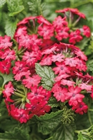 Verbena Superbena&reg; Iced Cherry hybrid