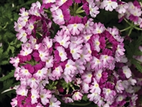 Verbena Superbena&reg; Sparkling Amethyst