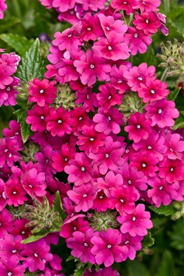 Verbena Superbena&reg; Burgundy