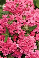 Verbena Superbena&reg; Coral Red