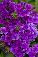 Verbena Superbena&reg; Dark Blue