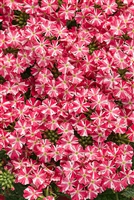 Verbena Superbena&reg; Royale Cherryburst