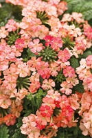 Verbena Superbena&reg; Royale Peachy Keen