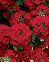 Verbena Superbena&reg; Royale Red