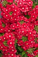 Verbena Tukana&reg; Scarlet Star hybrid