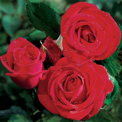 Veterans' HonorÂ® Hybrid Tea Rose