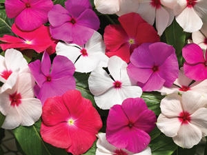 Vinca Cora&reg; Cascade Mix