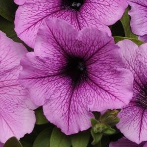 Wave Petunia