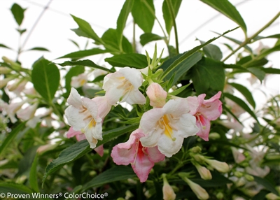 Weigela florida Sonic Bloom&reg; Pearl