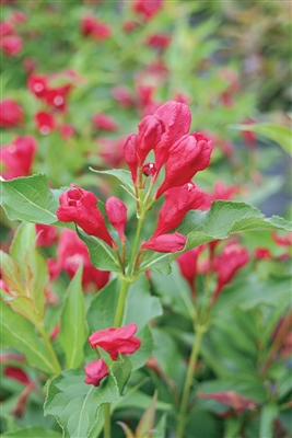 Weigela florida Sonic Bloom Red