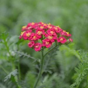 Achillea Millefolium 'New Vintage Red' Yarrow