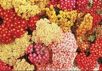 Yarrow Achillea Summer Berries