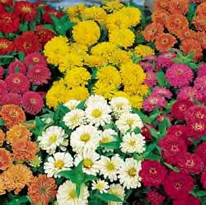 Zinnia Dreamland Mix