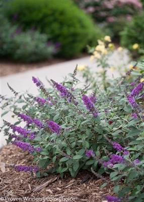 Butterfly Bush Buddleia Lo & Behold&reg; 'Blue Chip Jr'