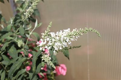 Butterfly Bush Buddleia Inspired White