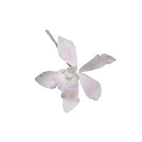 Small Australian Cymbidium Orchid