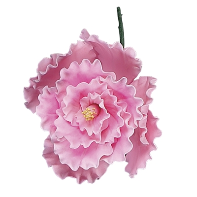 Chinese Double Rose - Pink