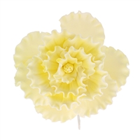 Chinese Double Rose - Yellow