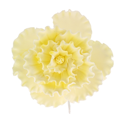 Chinese Double Rose - Yellow
