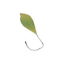 Calla Lily Leaf