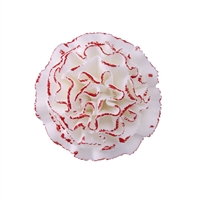 Carnation - Assorted Colors