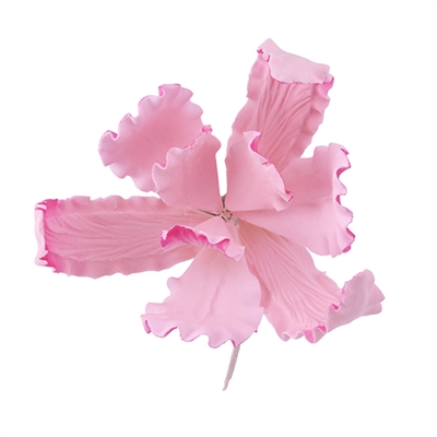 Large Dutch Iris - Pink