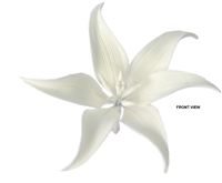 Gum Paste Lily - White