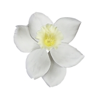 Gum Paste Narcissus - White With Yellow Center