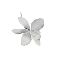 Medium Cattleya Orchid - White