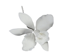 Large Cattleya Orchid - White