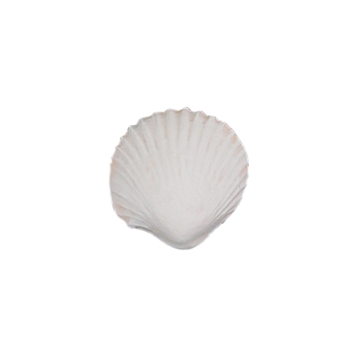 Med-Lg Gum Paste Sea Shells