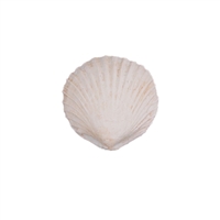 Large Gum Paste Sea Shells